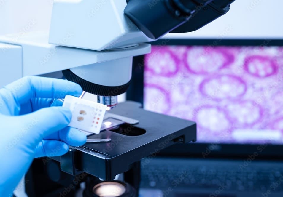 Histology section